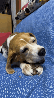 Yummy So GIF - Yummy So Beagle GIFs