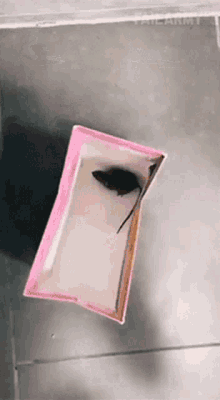 Mouse Escape Failarmy GIF - Mouse Escape Failarmy Trapped Rat GIFs