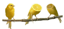 Lemon Bird GIF - Lemon Bird GIFs