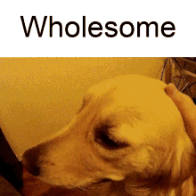 Wholesome Puppy GIF - Wholesome Puppy Gold GIFs