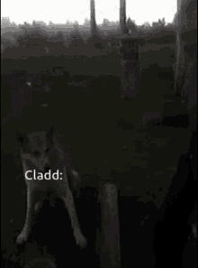 a man petting a dog with the words cladd below