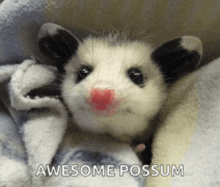 an opossum with a red nose is wrapped in a blanket and says awesome possum on the bottom