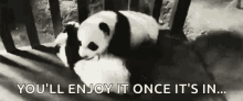 Panda Youll Enjoy It Once Its In GIF - Panda Youll Enjoy It Once Its In Cuddle GIFs