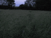 a field of tall grass with trees in the background and a blue sky