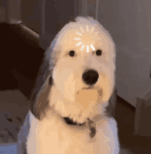What Loading GIF - What Loading Dog GIFs