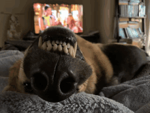 What Kind Of Creature Is This GIF - What Kind Of Creature Is This GIFs