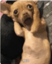 a chihuahua dog is laying on its back with its mouth open and looking at the camera .