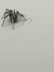 a spider is sitting on a white surface with its legs crossed .