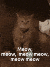 a picture of a cat with the caption meow meow meow meow meow