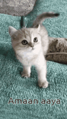 Cat Roar GIF - Cat Roar Cute Cat GIFs