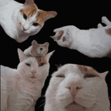 Uykulu Kedi GIF - Uykulu Kedi Kediler GIFs