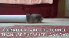 hamsters fail funny cute tunnel
