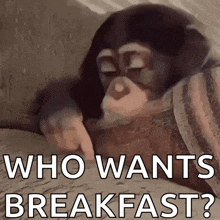 a monkey is laying on a bed with the words who wants breakfast written above it .