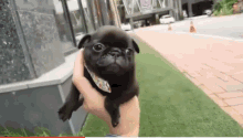 Pug Cute GIF - Pug Cute Puppy GIFs