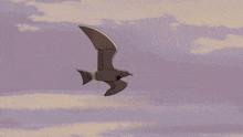 a cartoon drawing of a plane with a bird 's face on it