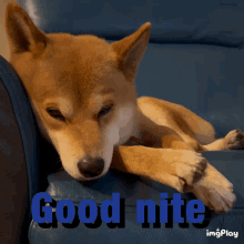 Good Night GIF - Good Night Shiba GIFs