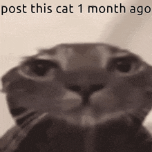 Post This Cat 1 Month Ago GIF