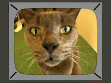Cat Closeup GIF - Cat Closeup Wide Angle Lens GIFs