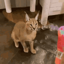 Floppa Bubbles GIF - Floppa Bubbles Funny Caracal GIFs