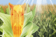 Tomascore Corn GIF - Tomascore Corn Horse GIFs