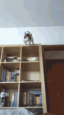 Cat Attack Cat Jump GIF - Cat Attack Cat Jump Cat GIFs