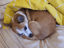 Puppy Buttercup GIF