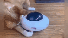 Cat Toy GIF - Cat Toy GIFs