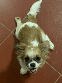 a small brown and white dog laying on its back on a tile floor