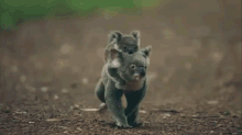 I Watched The Whole Damn Thing And I'M So Glad I Did GIF - Koala Parent Baby GIFs