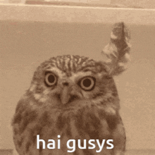 Funky Cat Gc Owl GIF - Funky Cat Gc Owl Hi GIFs