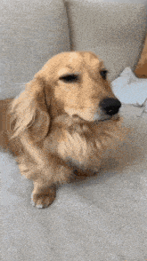 a dachshund is sitting on a couch and looking up at the camera