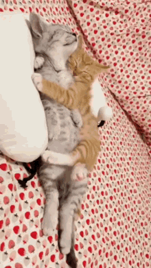 Cats Hug GIF - Cats Hug Cuddle GIFs