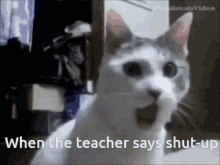 Cat Teacher GIF - Cat Teacher Surprised GIFs