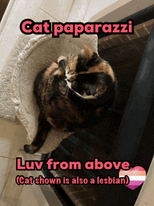 a picture of a calico cat with the caption cat paparazzi