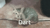 a kitten is laying on the floor next to a wire and the word dart is written on it .