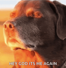 a picture of a dog with the words hey god its me again