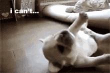 Dog Dogs GIF - Dog Dogs Puppies GIFs