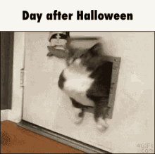Day After Halloween Fat GIF
