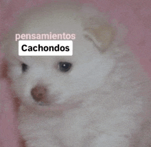 a white puppy is sitting on a pink blanket with a sign that says pensamientos cachondos on it .