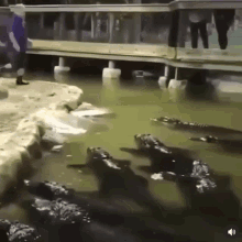 Guy Jumps Into Crocodile Pool Dive GIF - Guy Jumps Into Crocodile Pool Jump Dive GIFs