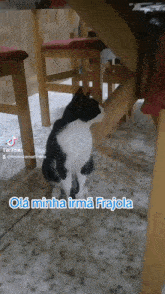 Gatos Oliver GIF - Gatos Oliver Frajola GIFs