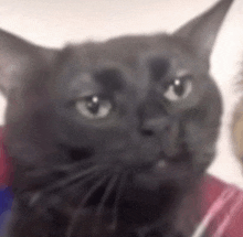 a close up of a black cat 's face with a blurry background .