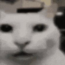 Poop Cat GIF - Poop Cat Meme GIFs