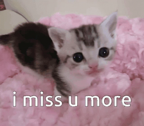 i miss you animal pictures