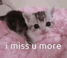 I Miss U Cat Love GIF