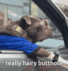 Hairy Butthole GIF - Hairy Butthole Hairy Butthole GIFs