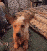 a dog is sitting on a couch looking at the camera