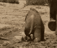 Elephant Clumsy GIF - Elephant Clumsy Slip GIFs