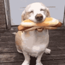 Hotdog GIF - Hotdog Dog GIFs