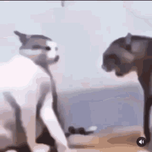 Cat Fight Flex Cats GIF - Cat Fight Flex Cats GIFs